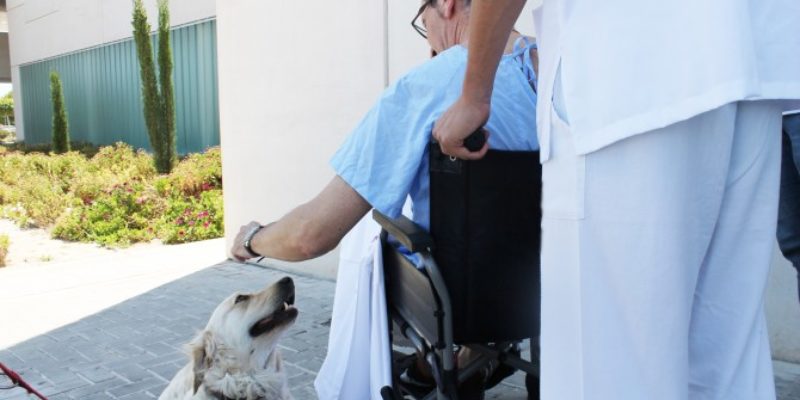 Ribera Salud y el Colegio de Veterinarios de Alicante crean un protocolo para permitir visitas de mascotas a los pacientes ingresados.