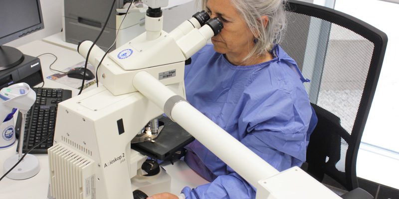 El Área de la Mama implanta una técnica citogenética de marcaje fluorescente de cromosomas “de interés”